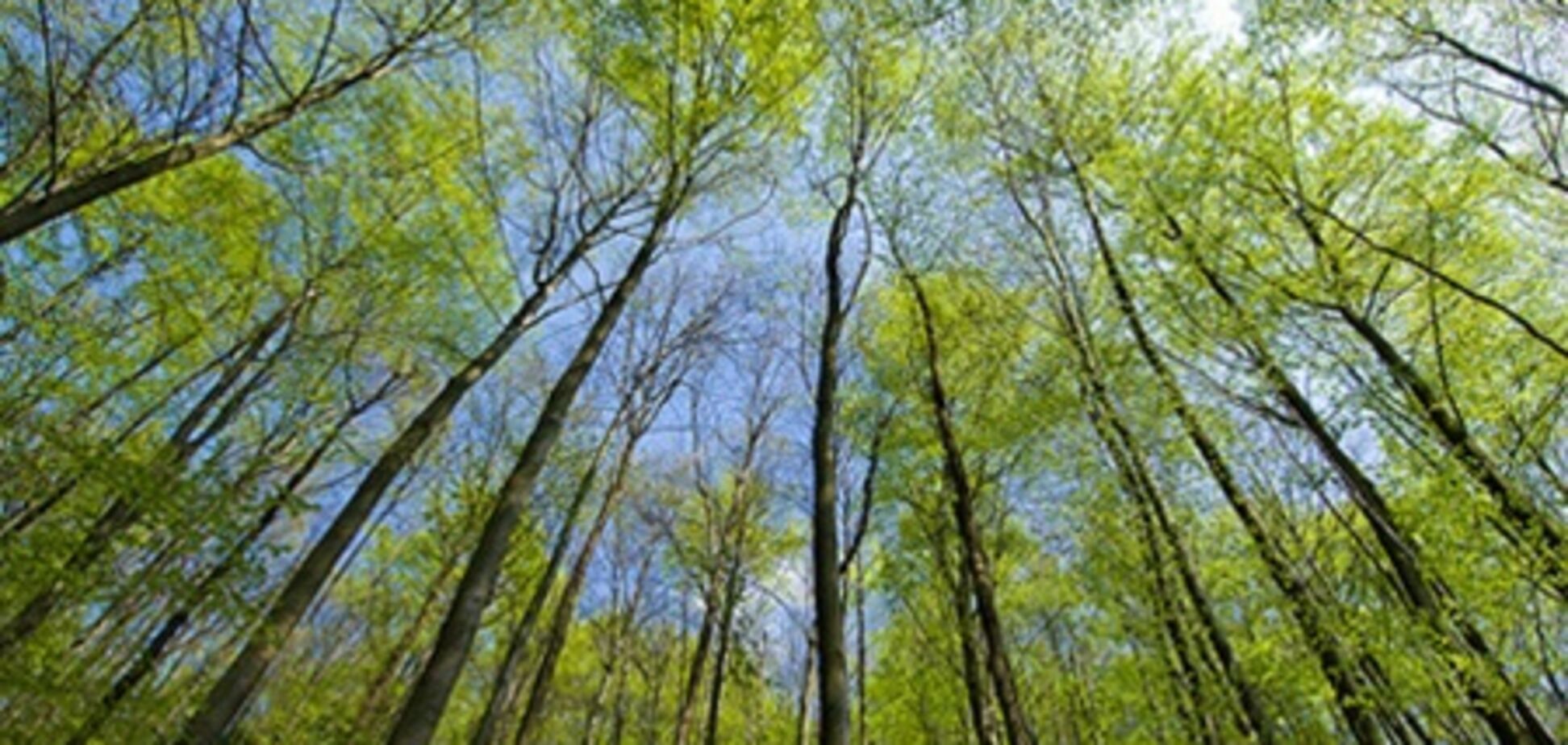 На Киевщине запретили ходить в лес