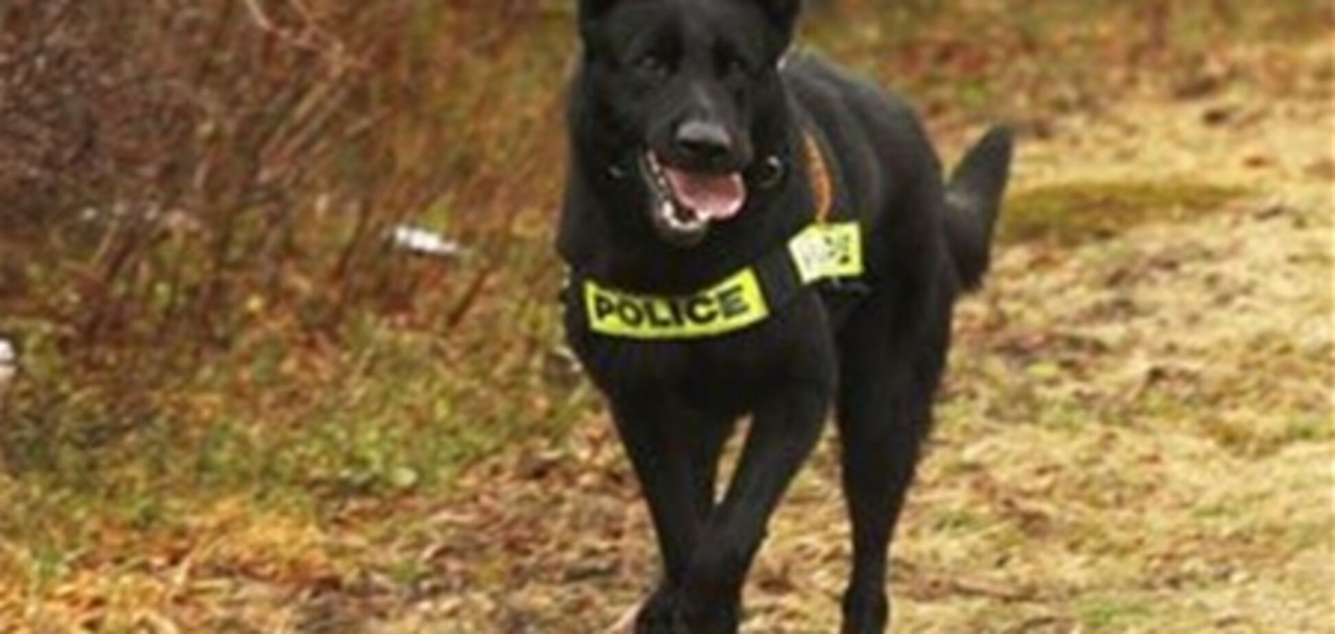 Собака полицейского будет судиться с американцем
