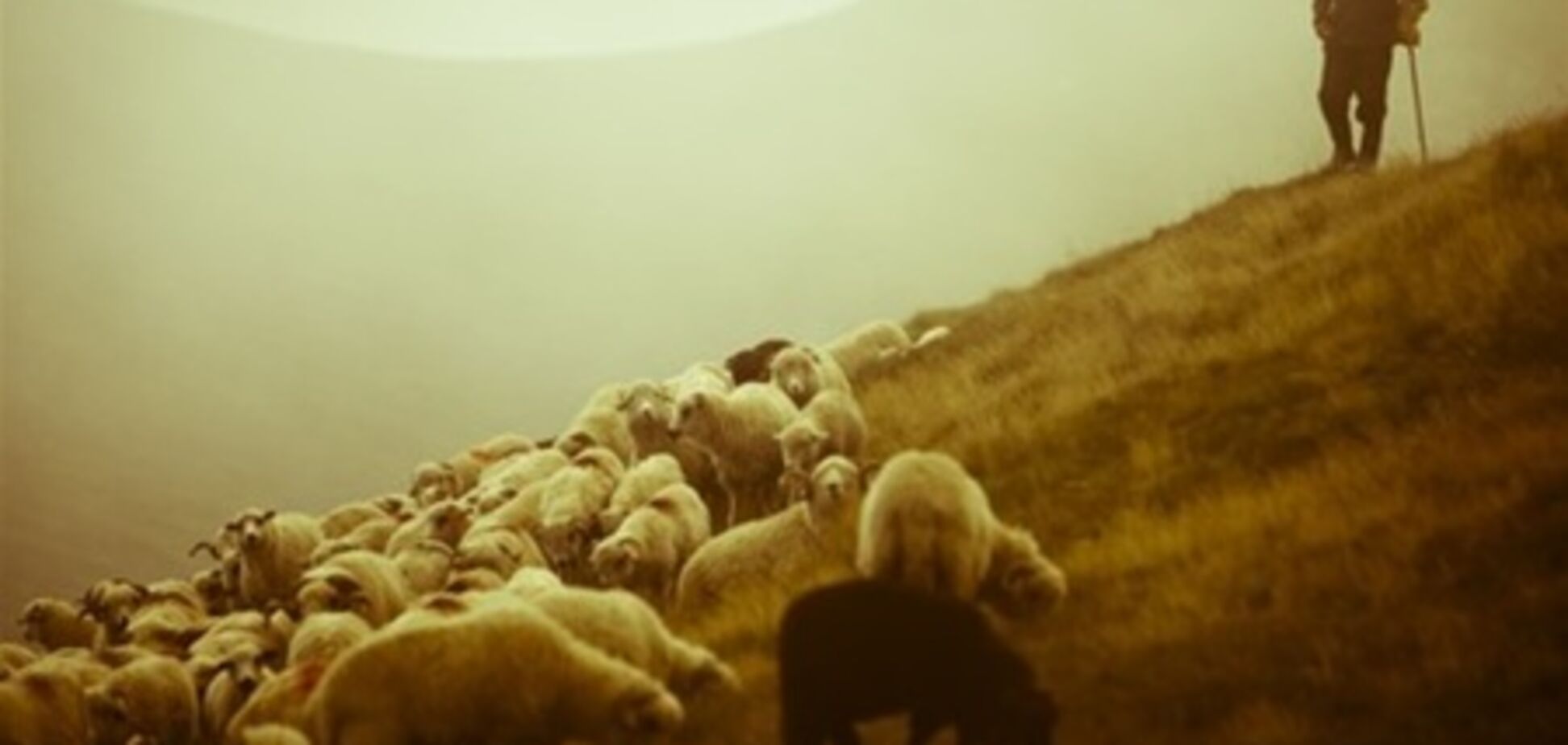 Правоохранители освободили 10-летнего раба-пастуха, работавшего за еду