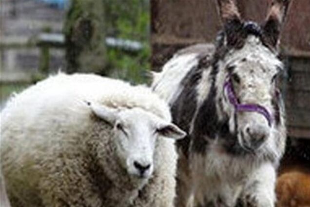 Ослиця отримала нагороду за порятунок друга барана