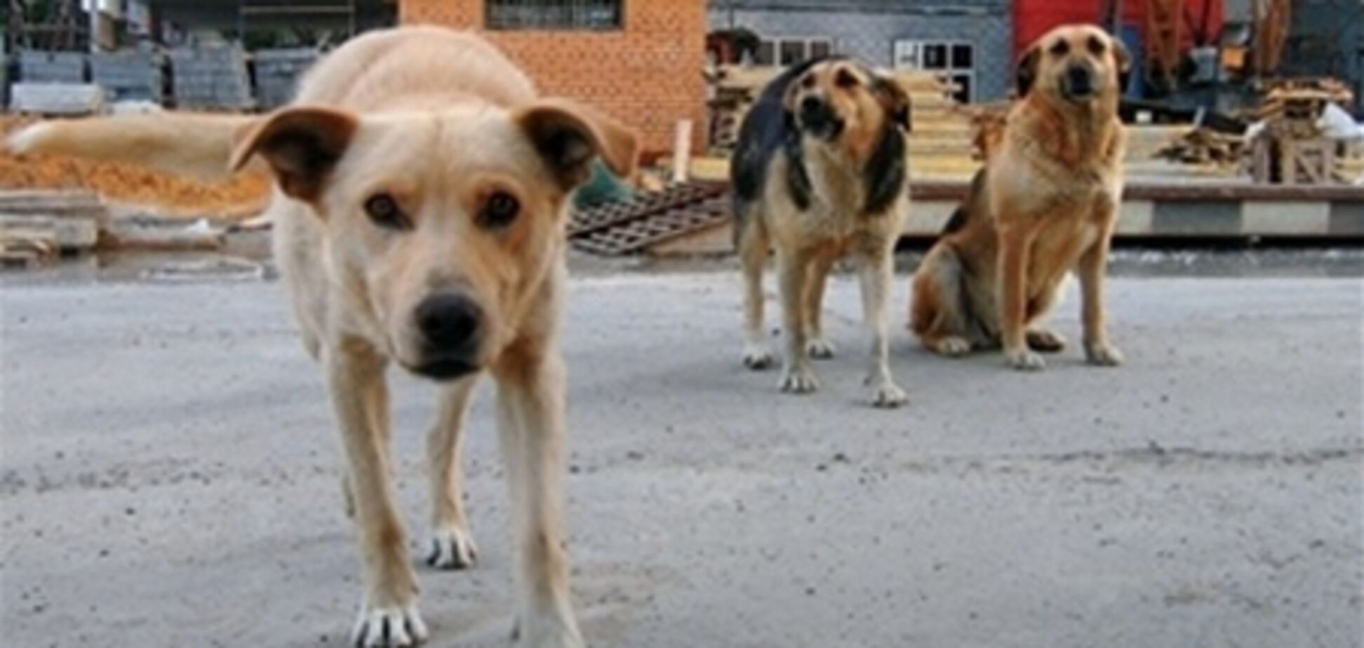 В России самолет не смог приземлиться из-за стаи собак