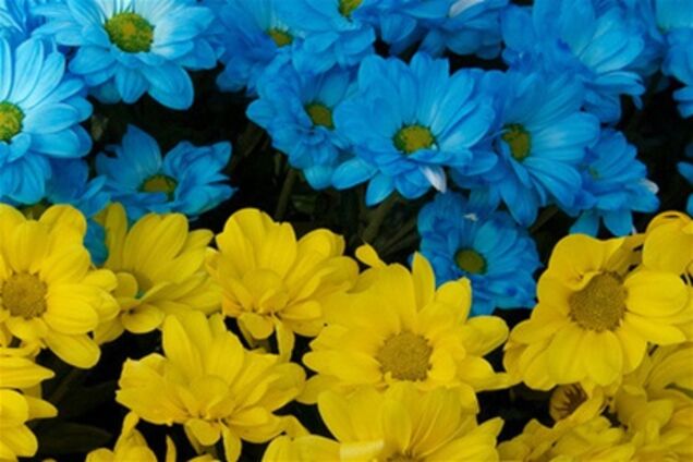 Перший Національний - проекти до 20-й річниці Незалежності 