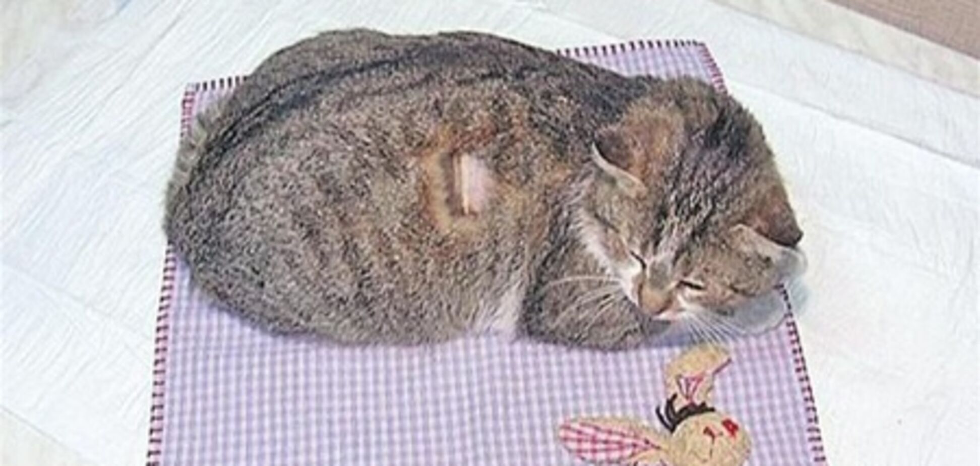 В Днепропетровске неизвестные охотники расстреливают на улицах животных