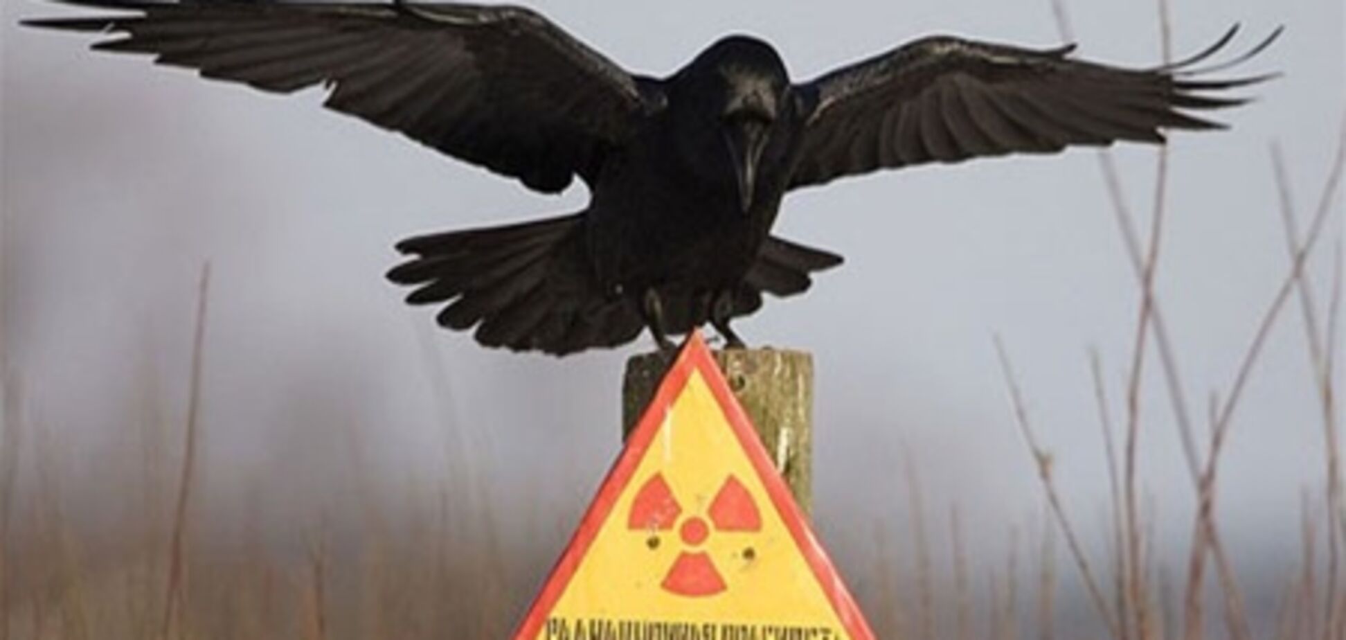 МНС: у Чорнобильській зоні потрібно відроджувати сільське господарство