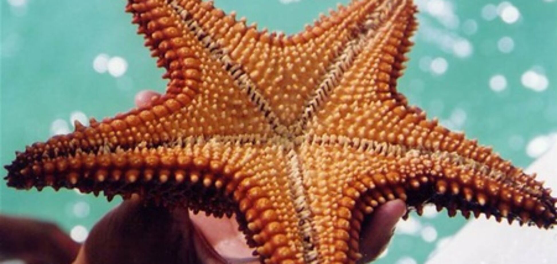 Как стать звездой. Пособие для чайников. Ч. 1