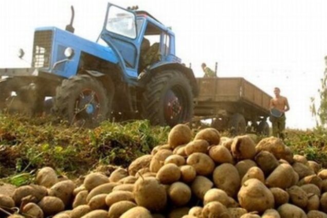 В Україні збільшується кількість аграрних господарств, що вирощують картоплю