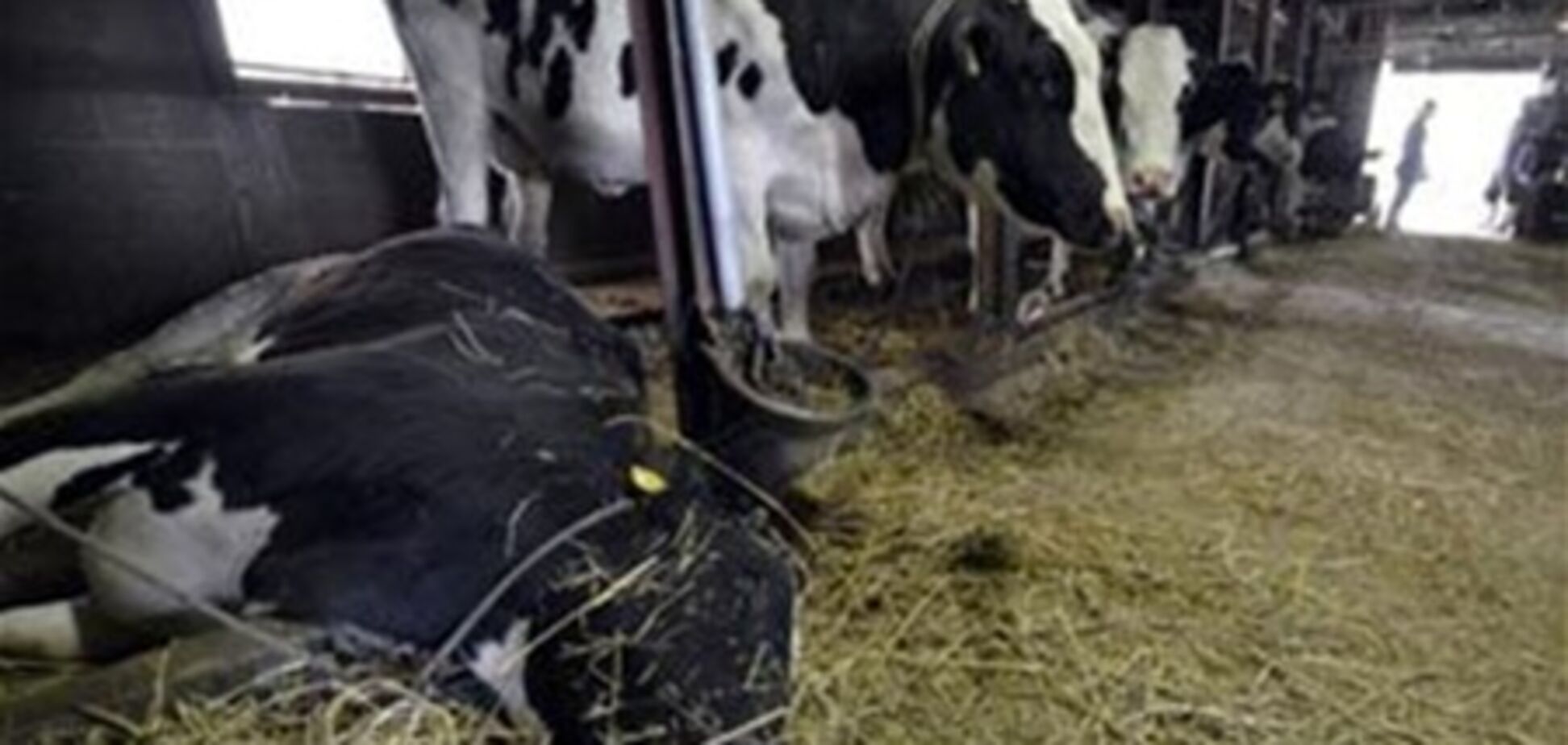 В запретной зоне вокруг 'Фукусимы' забьют весь скот