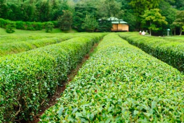 В японском чае обнаружили повышенные дозы радиации