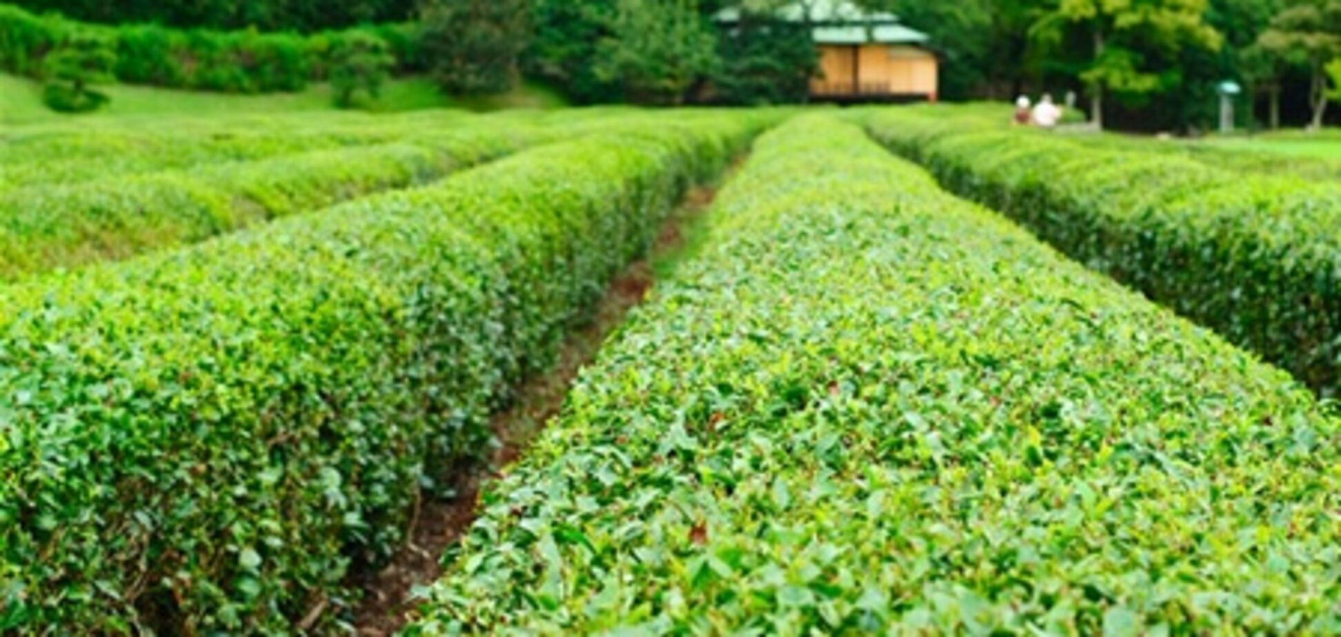 В японском чае обнаружили повышенные дозы радиации