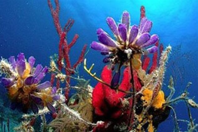 Tоп-10 чудес світу, які скоро зникнуть. Фото