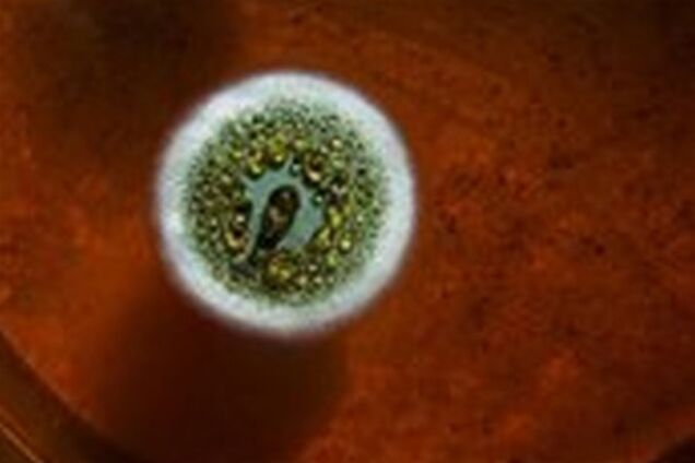 Гости из космоса, скрывающиеся на Земле