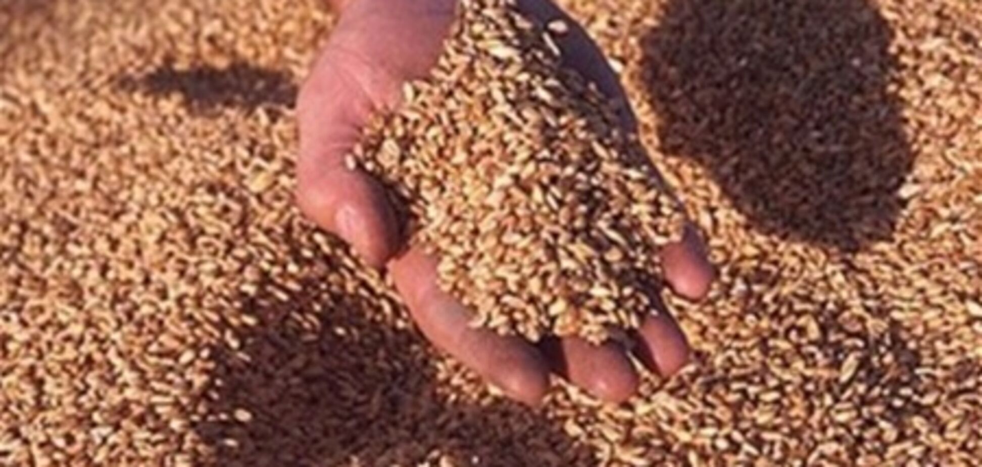 Кабмин может отменить квоты на зерно