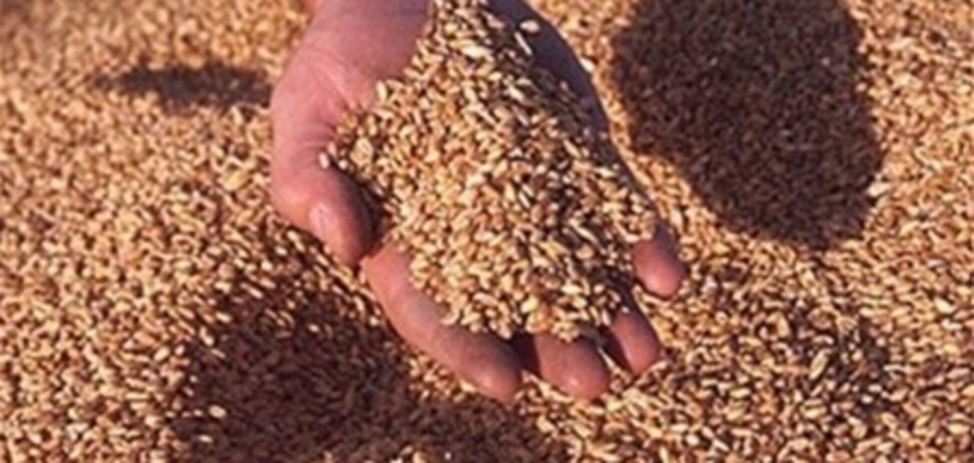 Налоговая предложила помощь зернотрейдерам