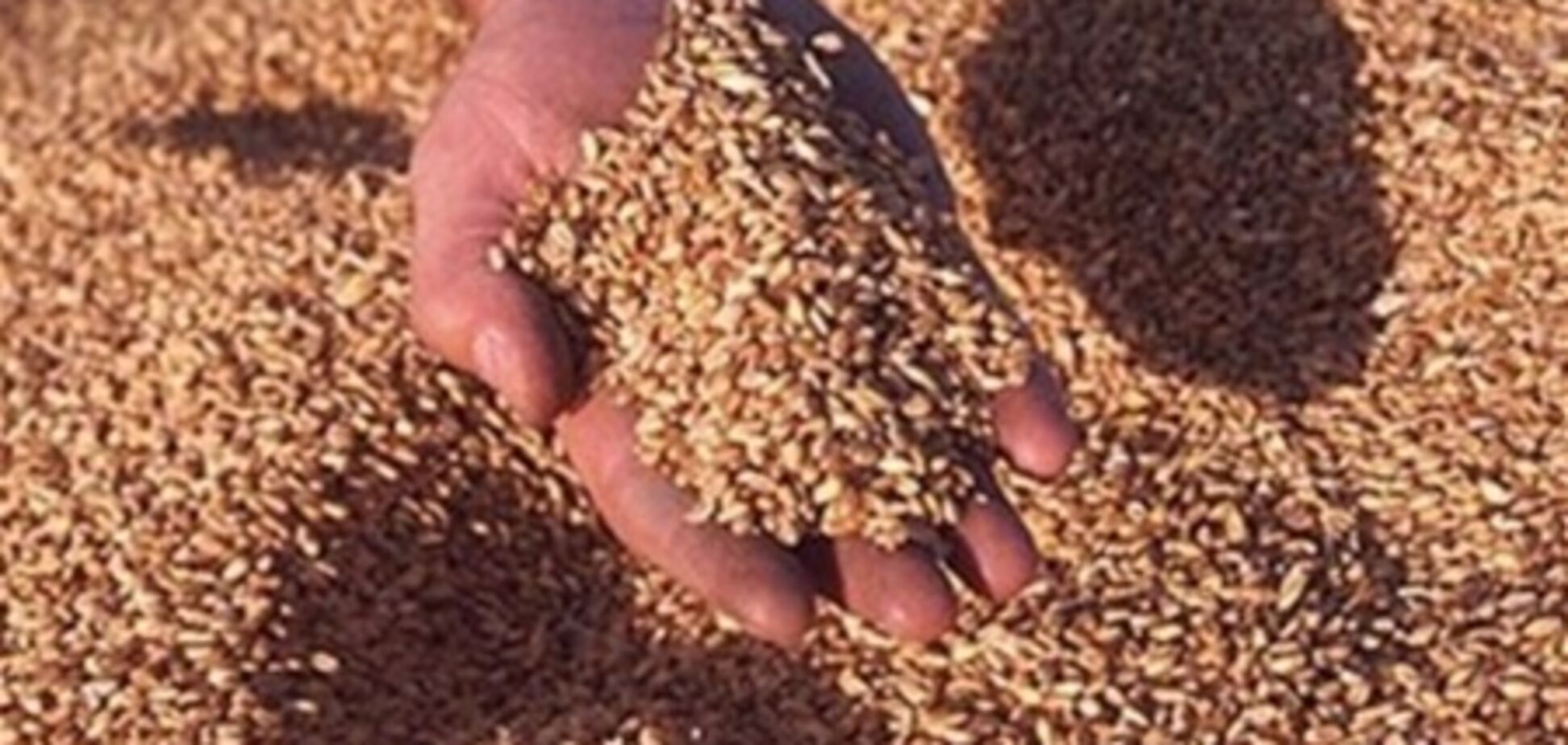 В Чернобыле будут выращивать просо