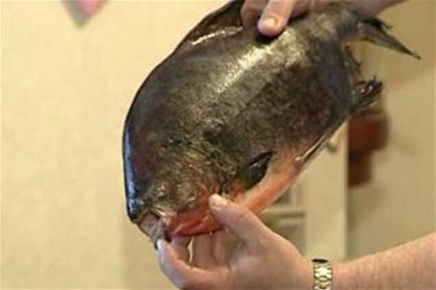 В России появились пираньи