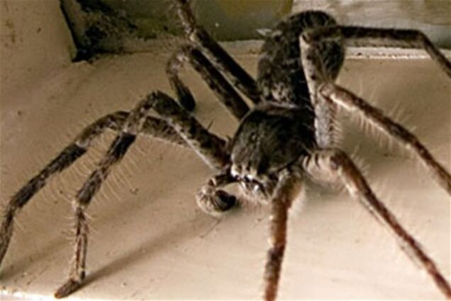 Пауки устроили пир на трупе