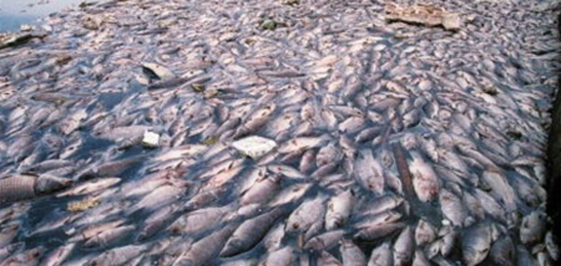В реках под Днепропетровском - тонны мертвой рыбы