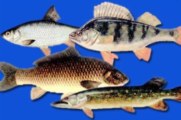 В Украине неуклонно снижается вылов рыбы