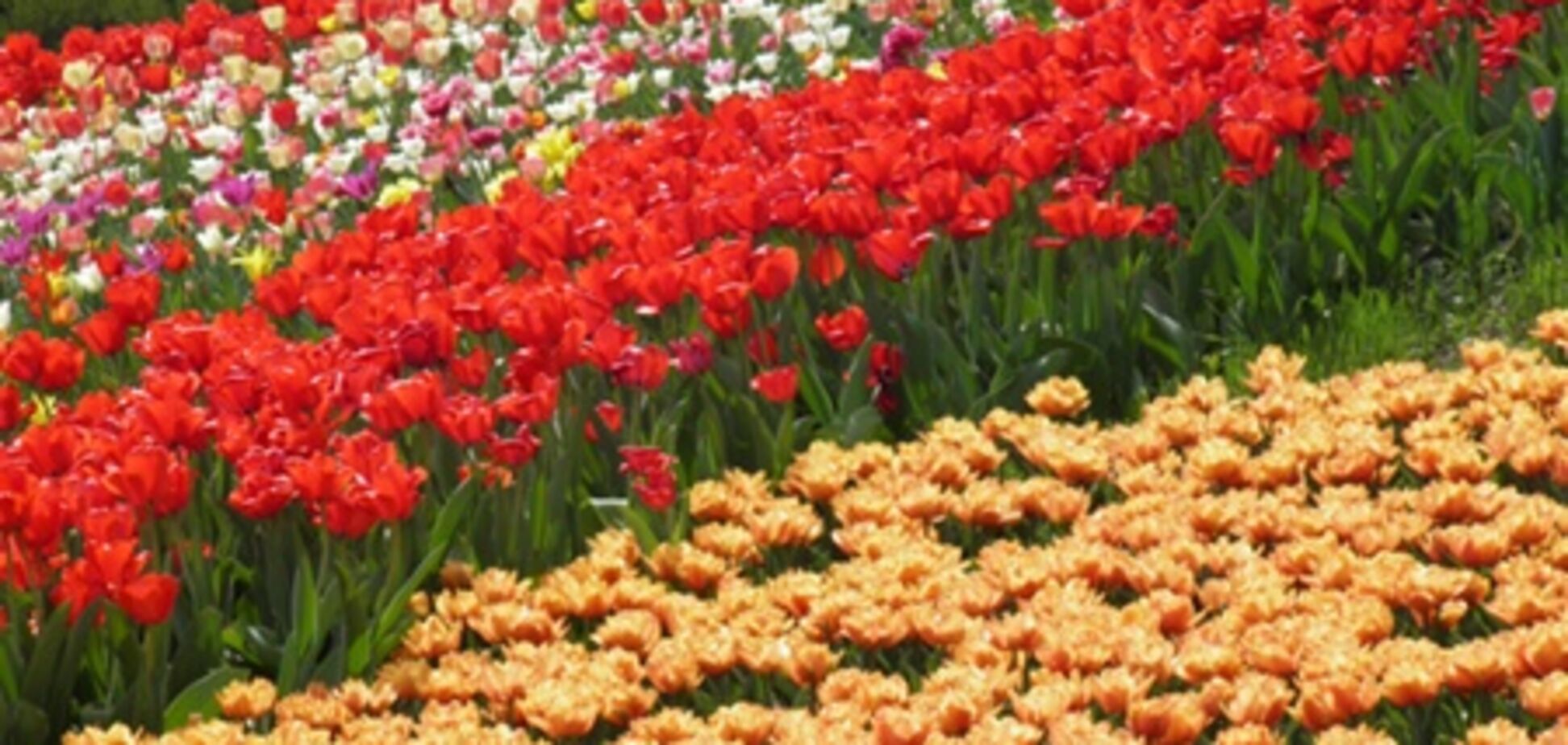 Выставка весенних цветов