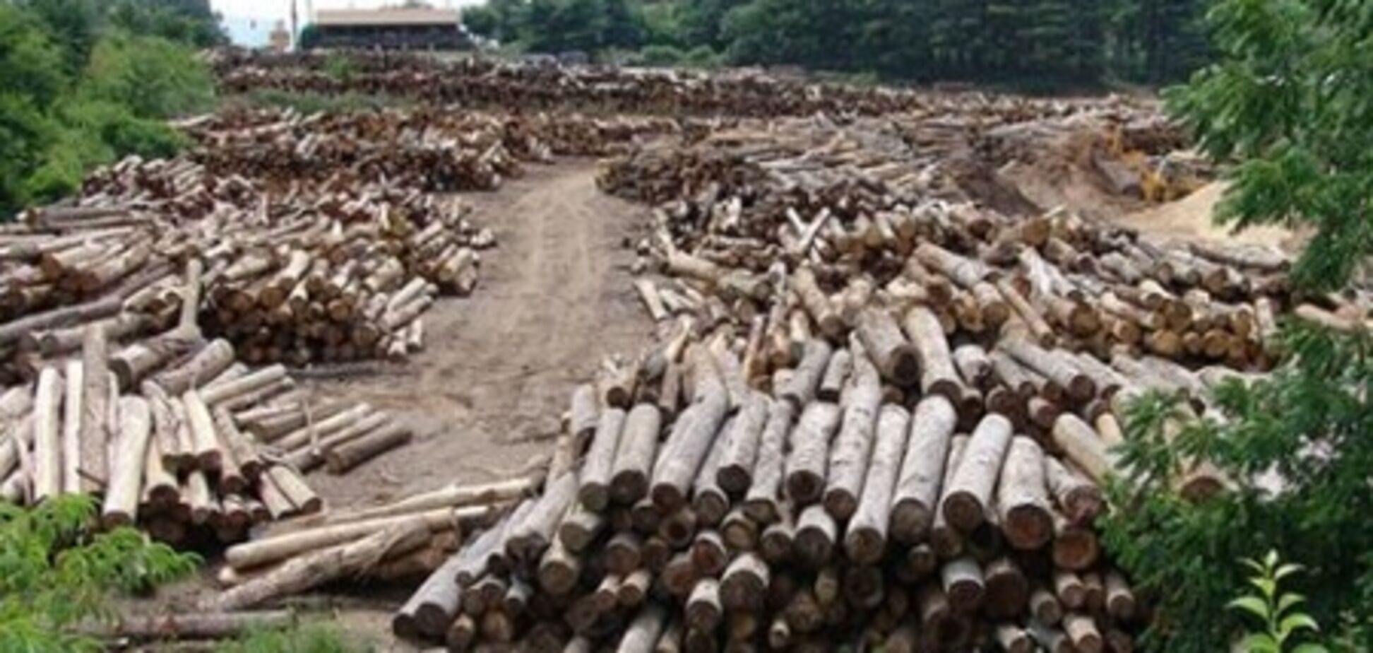 На Черкащині незаконно вирубали ліс на 400 тисяч гривень