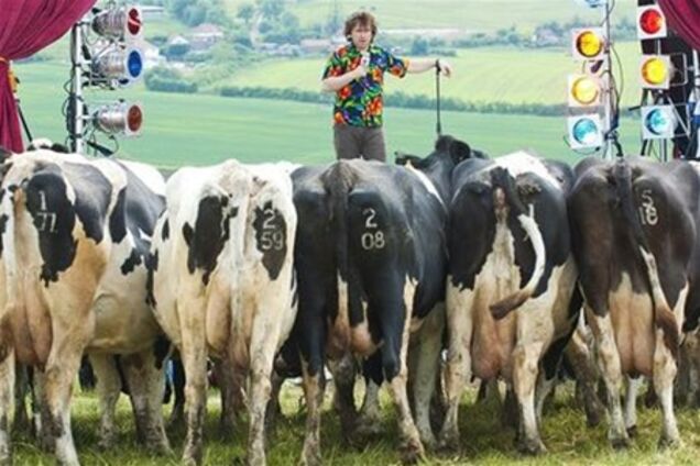 Комик выступил перед стадом коров голштинской породы