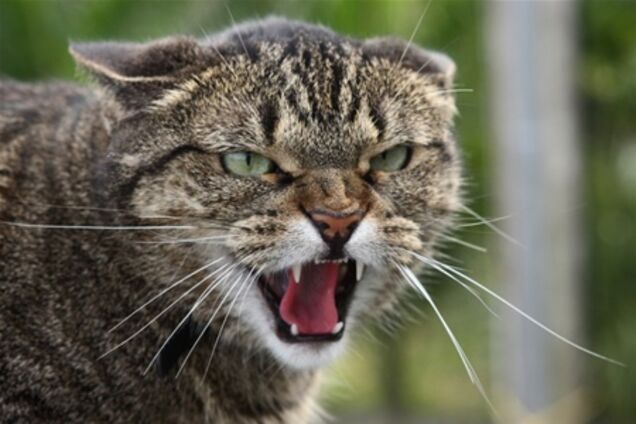 Известная спортсменка пострадала от кота