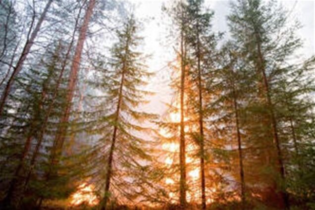 Площадь пожаров в РФ возросла по сравнению с 2010 г более чем в 2 раза