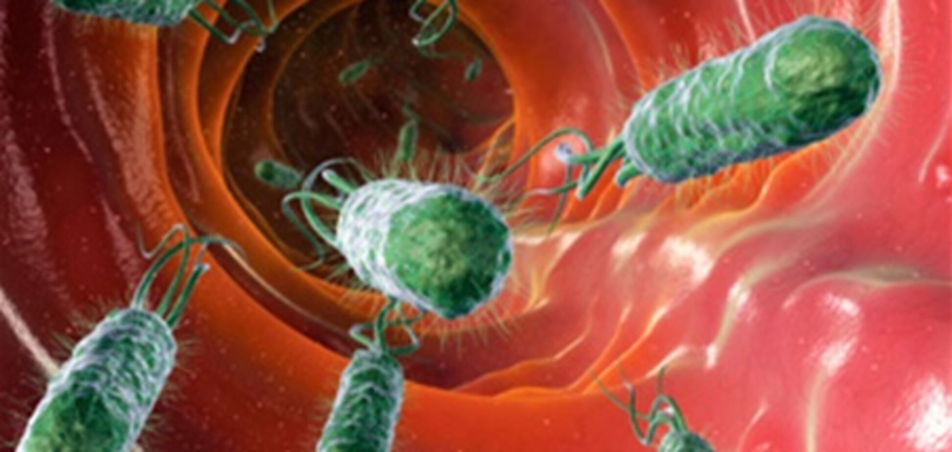 Бактерии под микроскопом