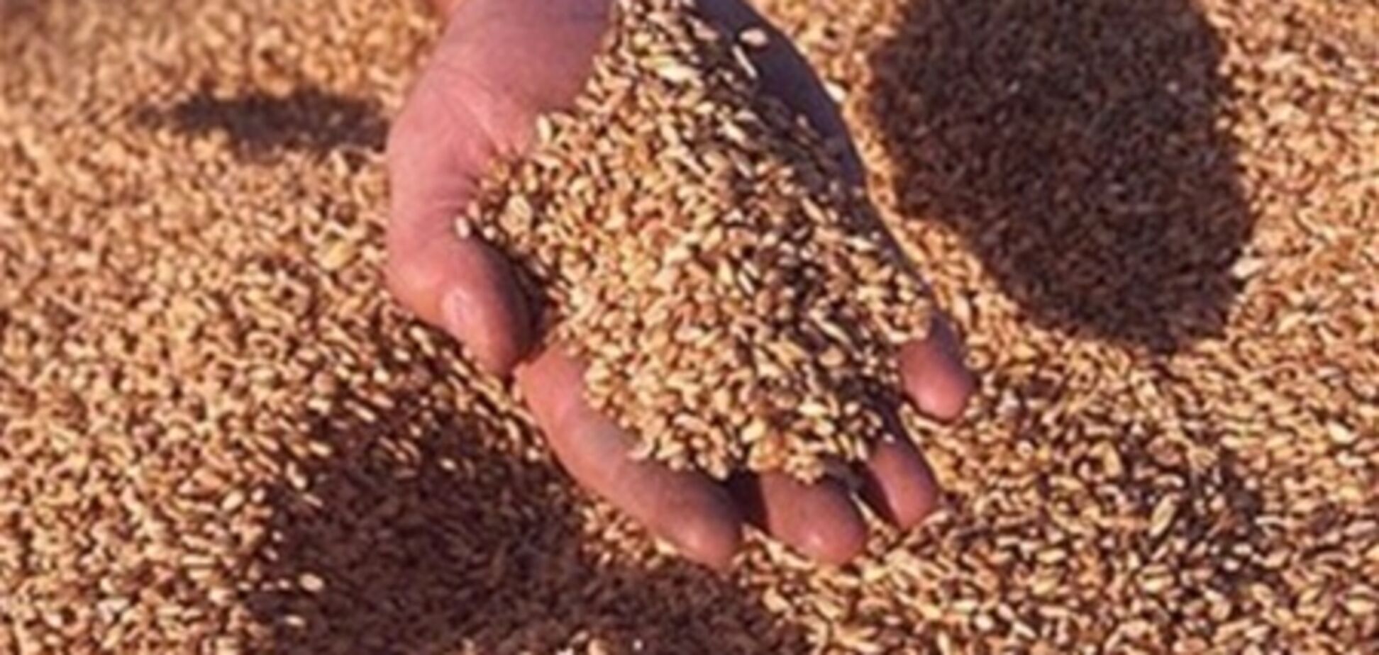 Украина ежегодно теряет 6 млн. тонн зерновых