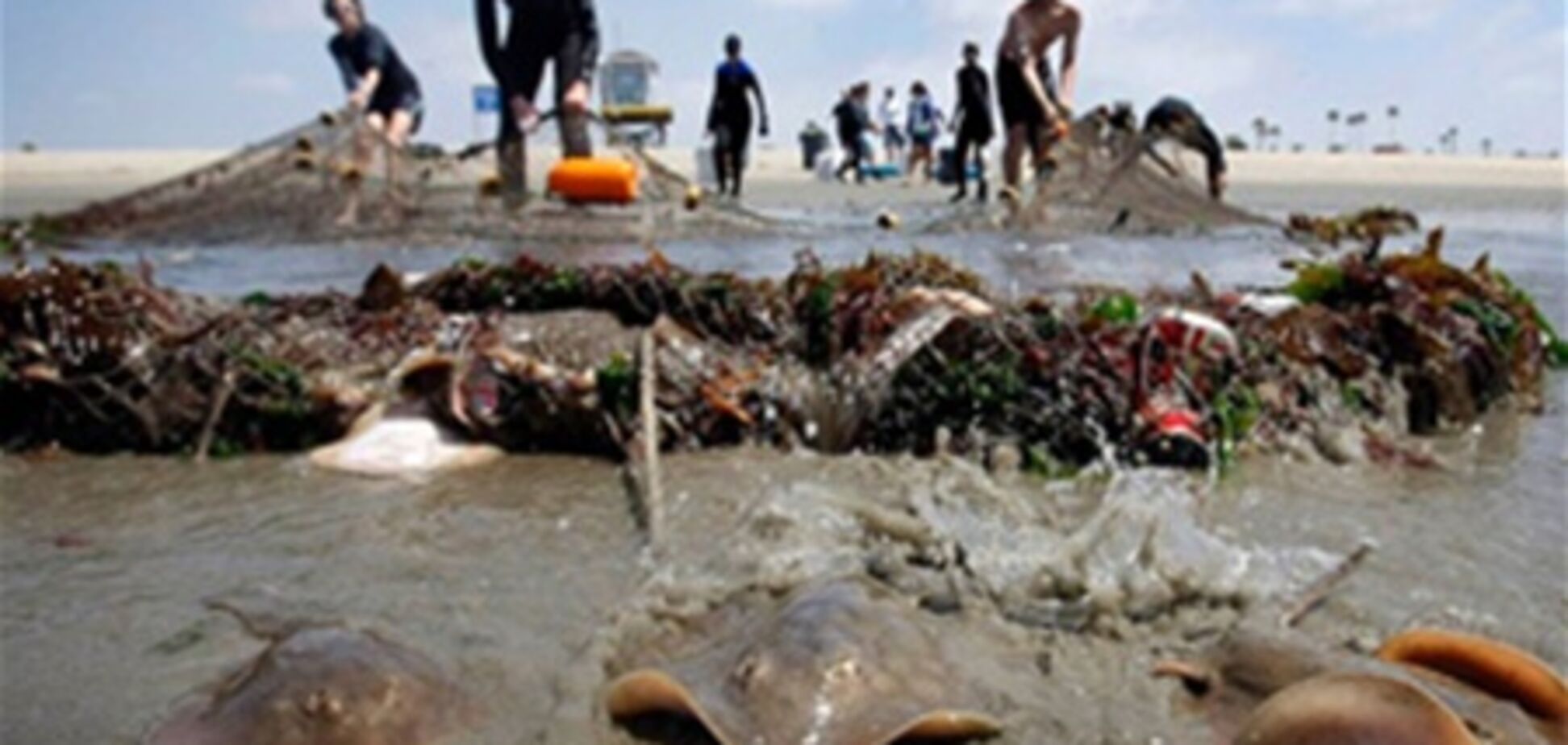 Підрізання жала скатам в затоці Рей Бей