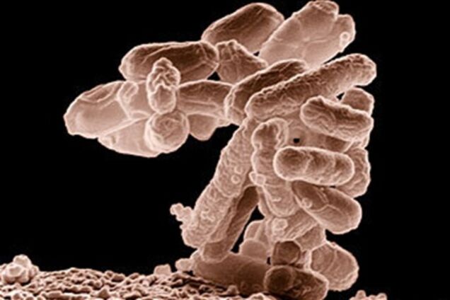 Спалах в ФРН кишкова інфекція призвела до перших смертям