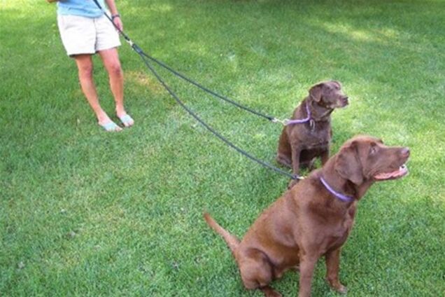 У Німеччині ввели 'собачі права'