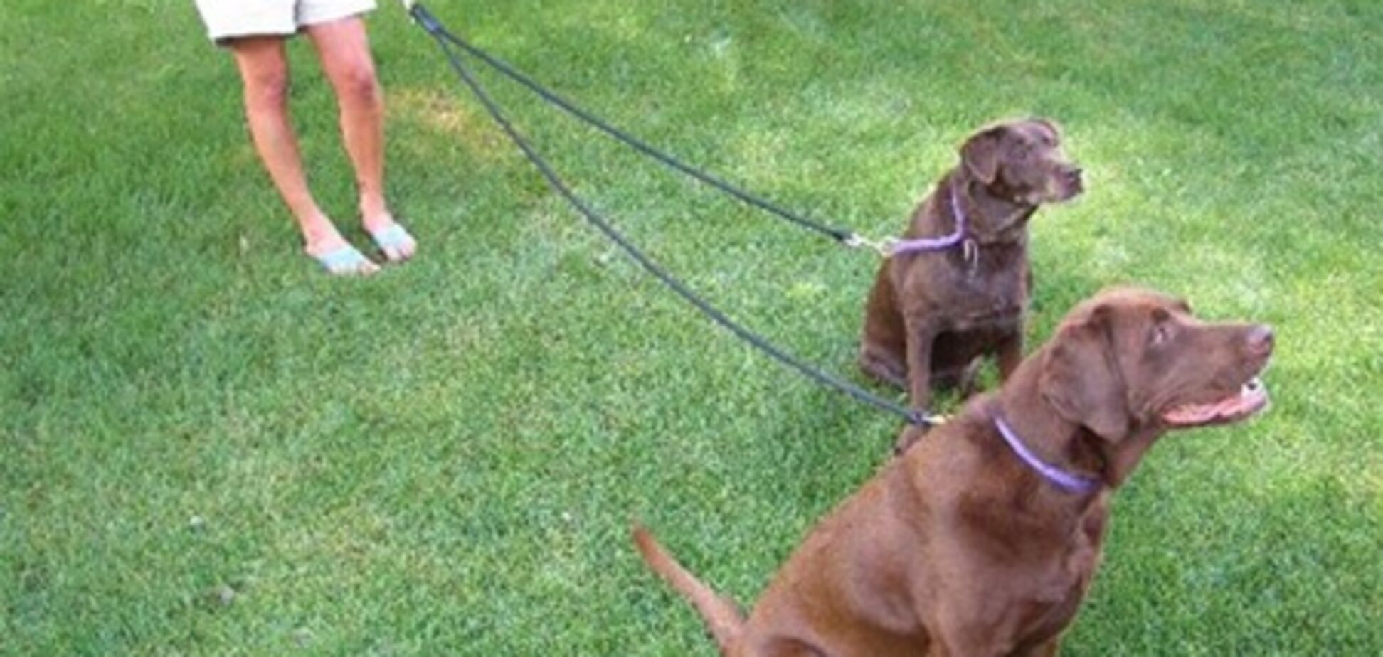 У Німеччині ввели 'собачі права'