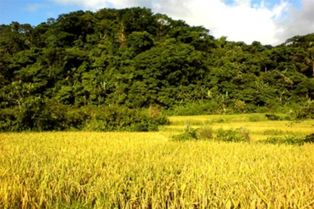 Погода продолжает уничтожать европейскую пшеницу