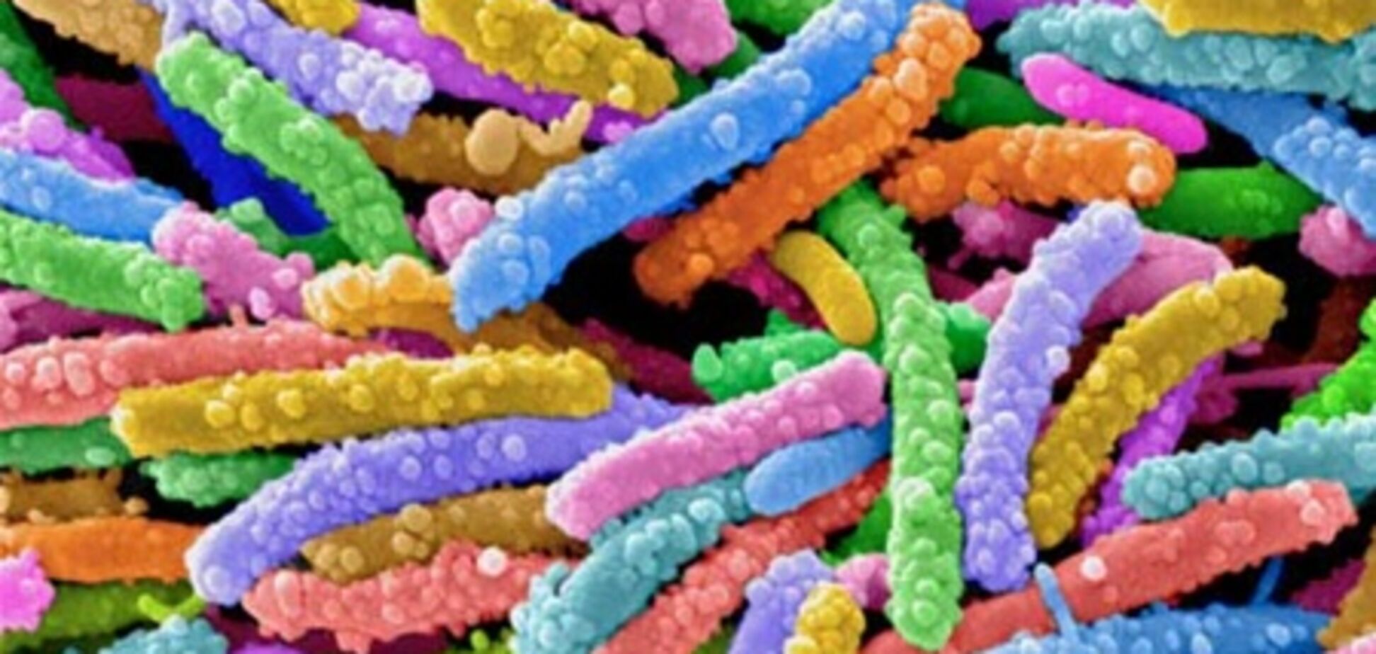 Немецкая эпидемия кишечной инфекции перекинулась на Нидерланды