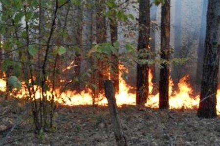 Лесные пожары в Сибири за сутки распостранились на 426 гектаров