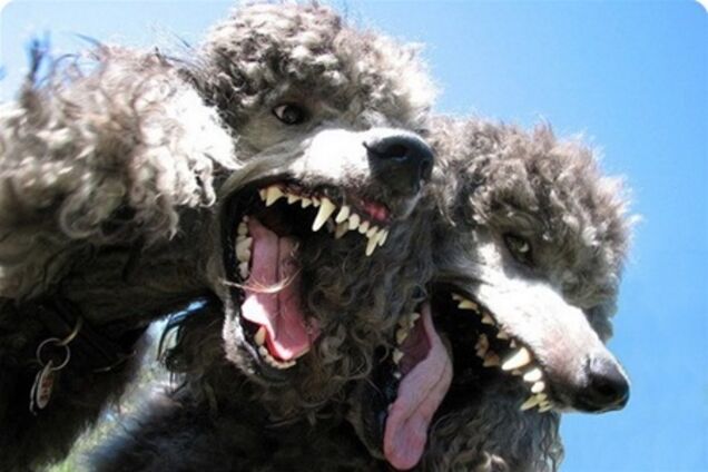 Собакам у Херсоні заборонили гавкати з 22 до 8 ранку