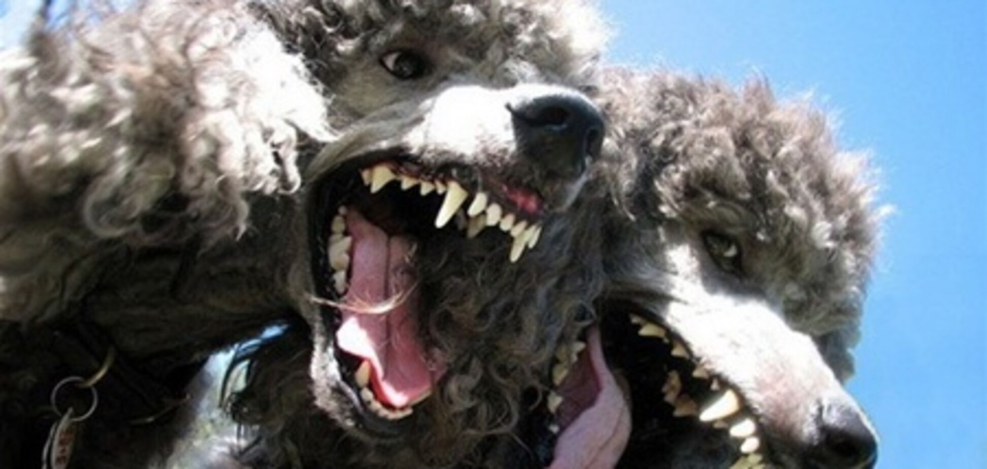 Собакам у Херсоні заборонили гавкати з 22 до 8 ранку