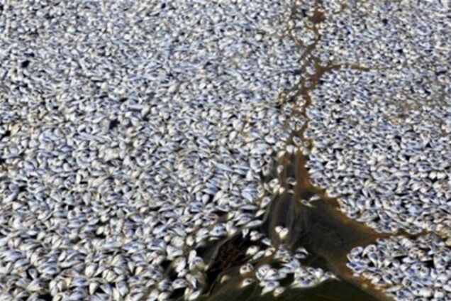 На Філіппінах загинуло близько 800 тонн риби