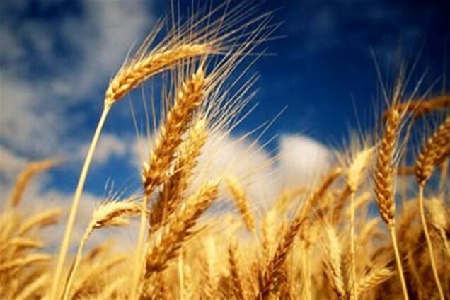 Молдавия сняла запрет на экспорт пшеницы из Украины