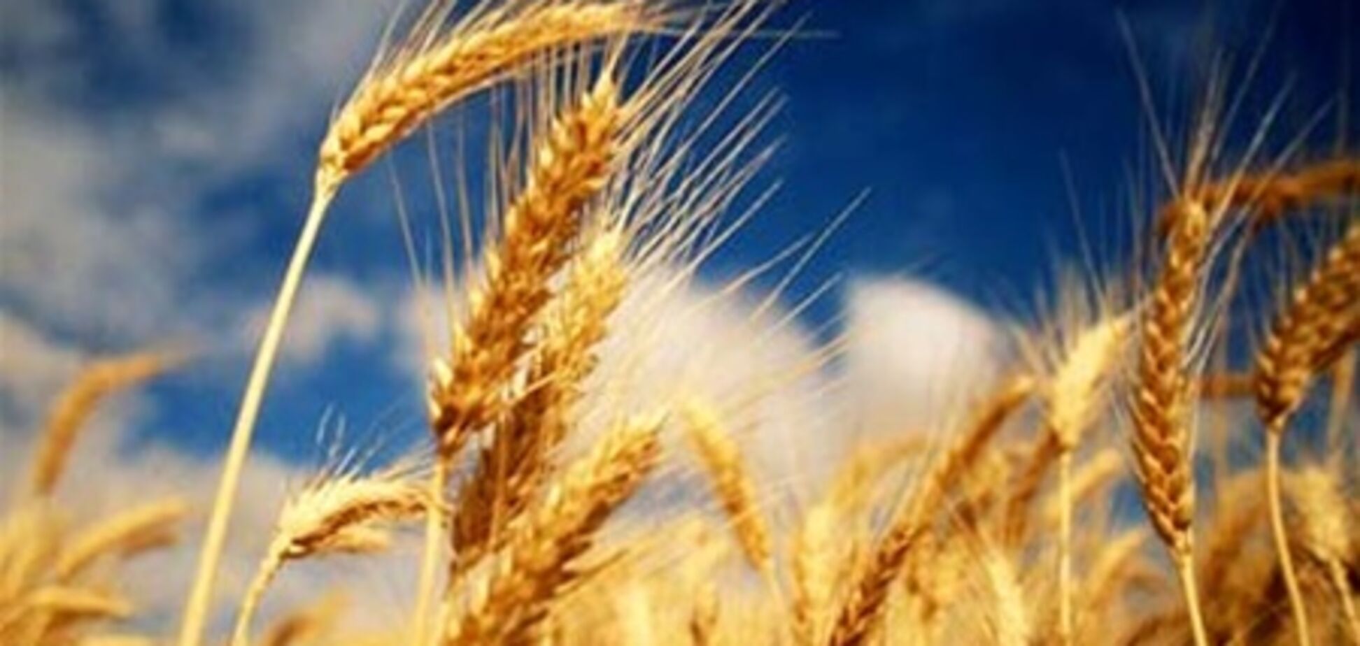Молдавия сняла запрет на экспорт пшеницы из Украины