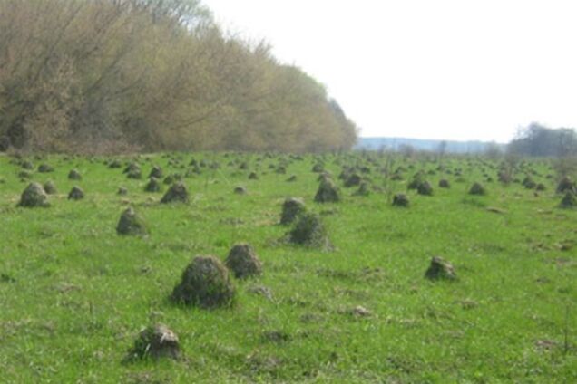 Кроты атакуют Украину