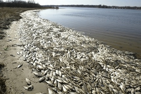 В Азовском море произошел массовый мор рыбы