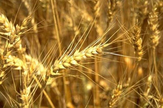 В июне экспорт зерна будет беcпошлинным
