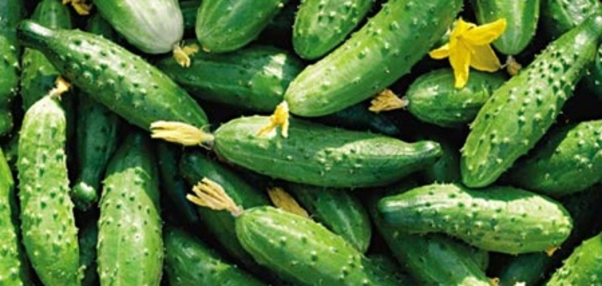 Испания засудит Германию из-за огурцов