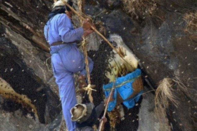 Охотники за медом в Гималаях