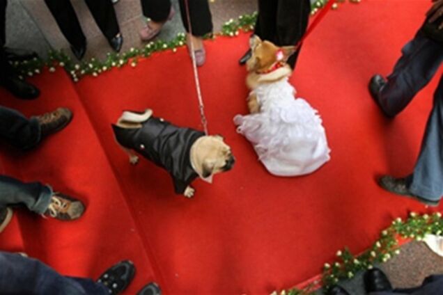 Как живется собакам в Китае