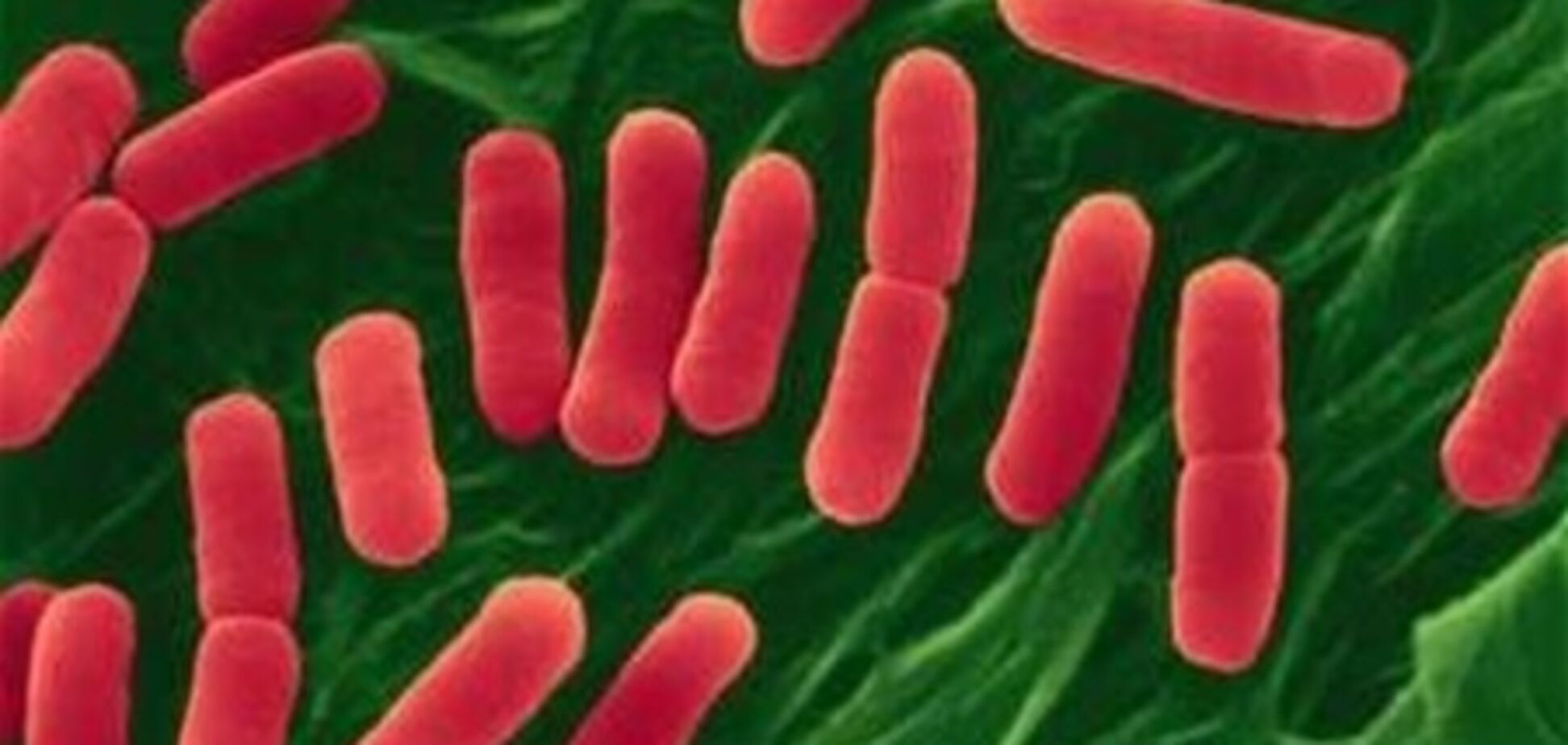 В Германии зафиксировано еще 365 случаев заражения кишечной инфекцией