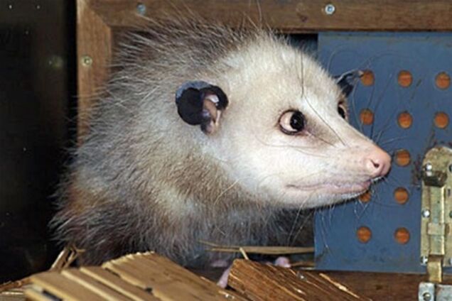 В Австралии введен комендантский час для кошек