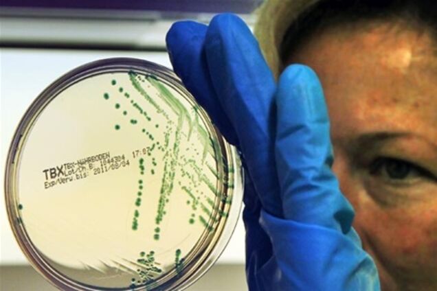 В Европе найден новый источник кишечной палочки-убийцы